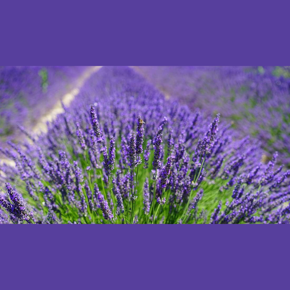 10 Bolsitas de Lavanda Natural - Home Fragrance Sachet reseña y precio